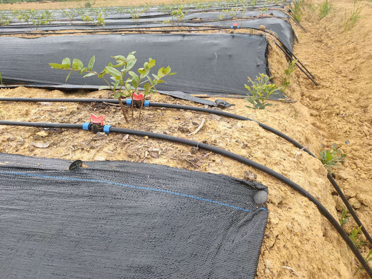 ���̰���